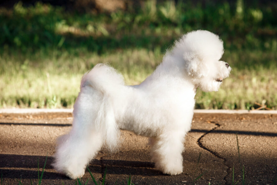 bichon frise